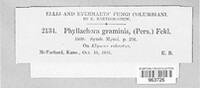 Phyllachora graminis image
